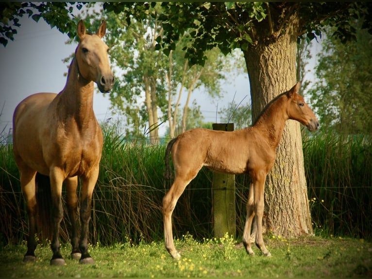 Lusitano Giumenta Puledri (04/2026) 165 cm Baio in Bredene