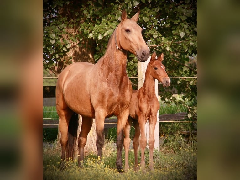 Lusitano Giumenta Puledri (04/2026) 165 cm Baio in Bredene