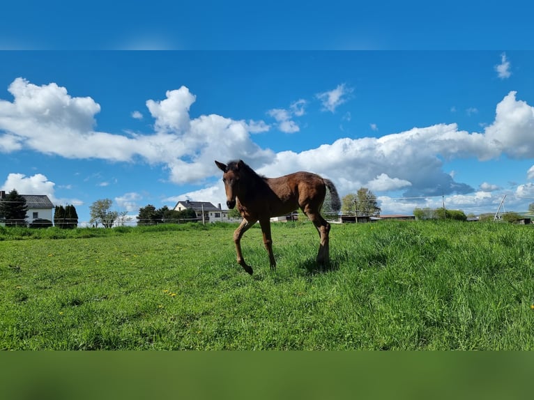 Lusitano Giumenta Puledri (02/2026) 168 cm Baio scuro in Hünfelden