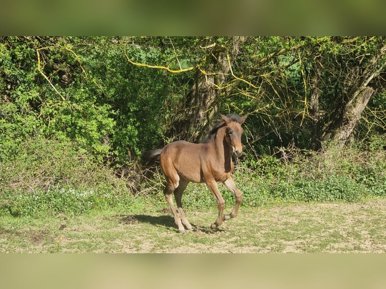 Lusitano Giumenta Puledri (02/2026) 168 cm Baio scuro in Hünfelden