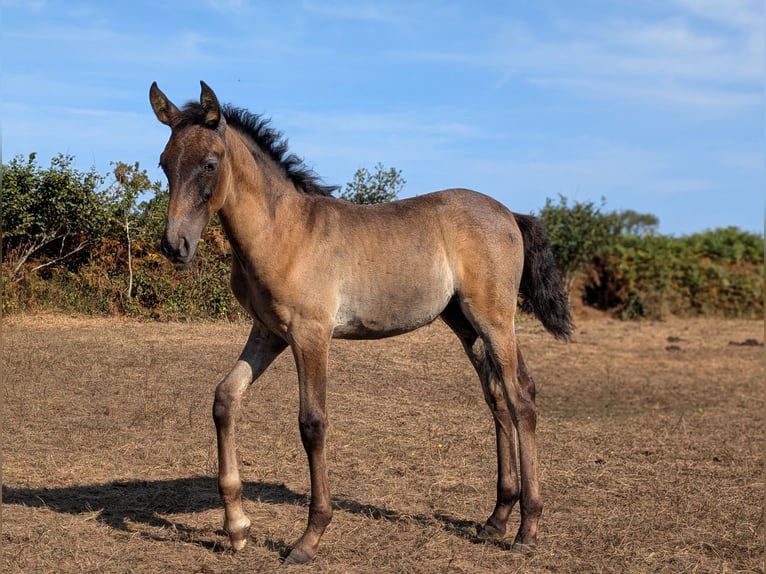 Lusitano Giumenta Puledri (01/2026) Baio in Porspoder