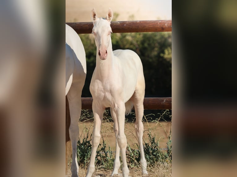 Lusitano Giumenta Puledri (04/2026) Cremello in Grury