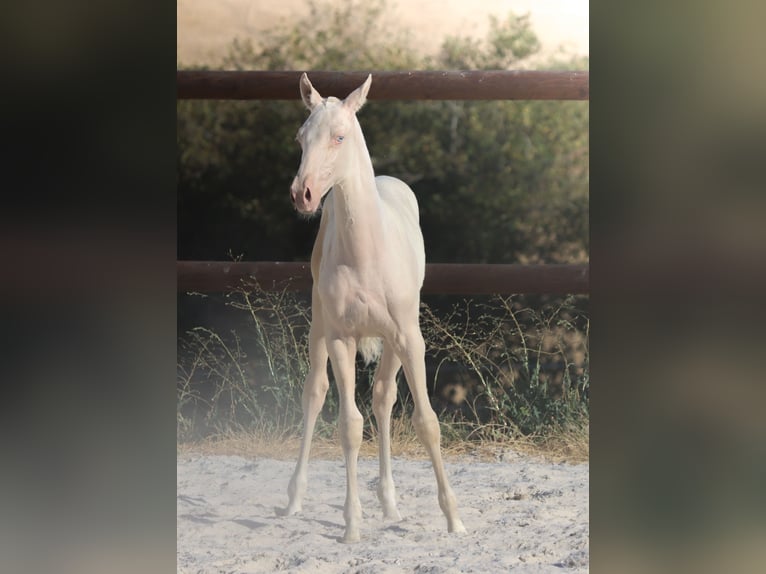 Lusitano Giumenta Puledri (04/2026) Cremello in Grury