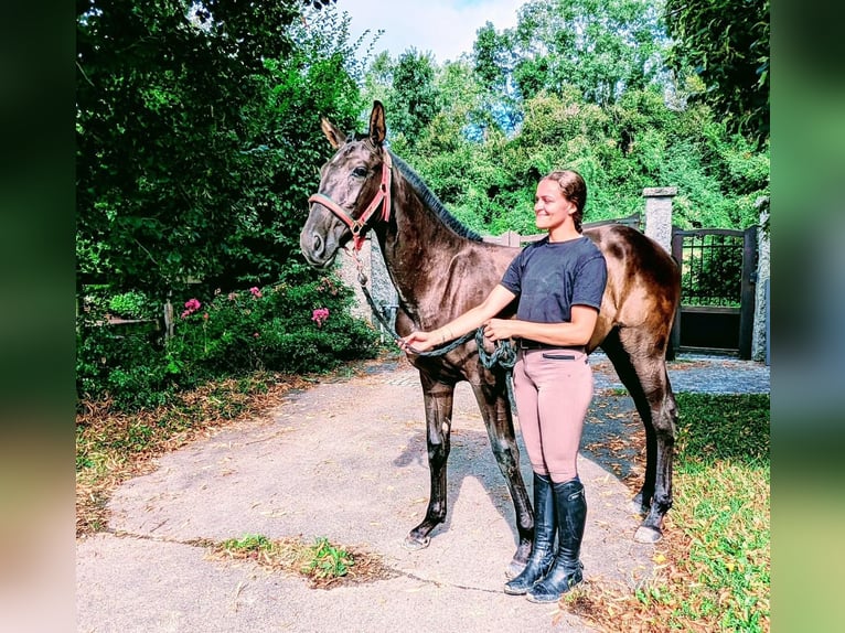 Lusitano Giumenta Puledri (01/2024) Morello in Draillant