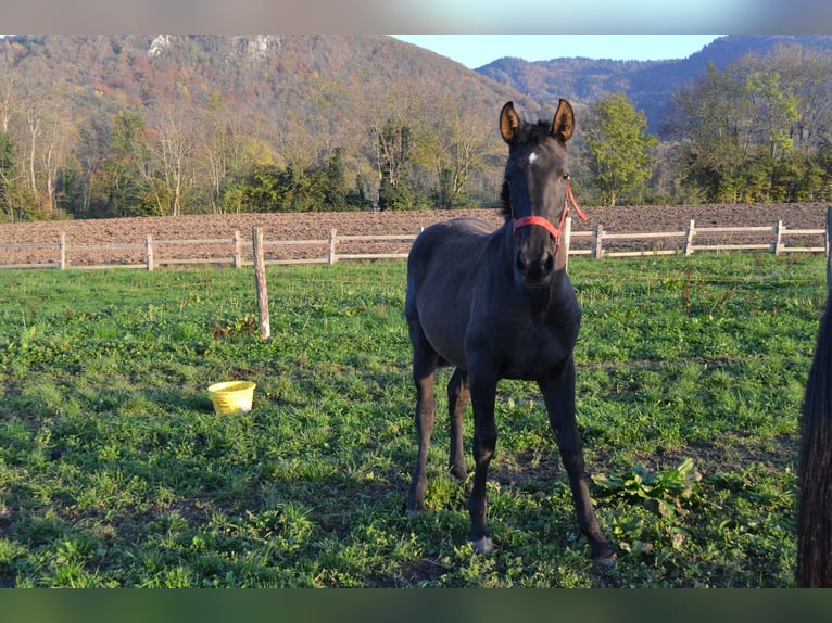 Lusitano Giumenta Puledri (01/2024) Morello in Draillant