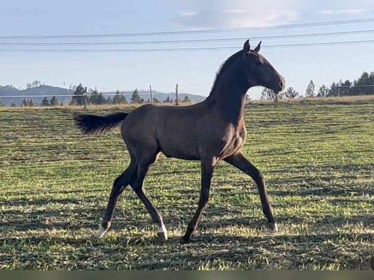 Lusitano Giumenta Puledri
 (01/2024) Può diventare grigio in Czech republic, Jablunkov