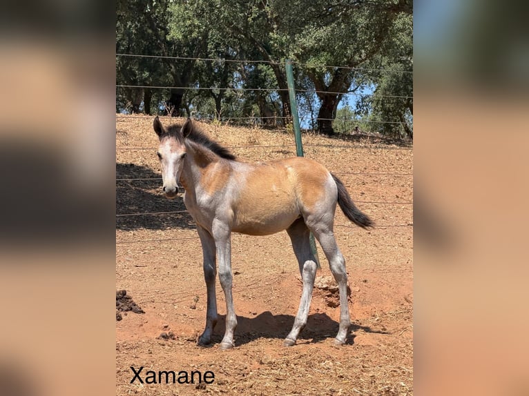 Lusitano Giumenta Puledri (03/2026)  in Vila Viçosa
