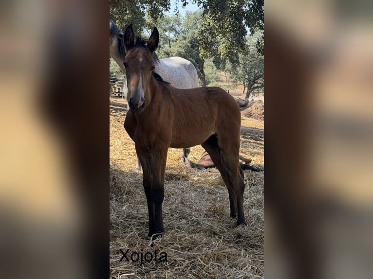 Lusitano Giumenta Puledri (03/2026)  in Vila Viçosa