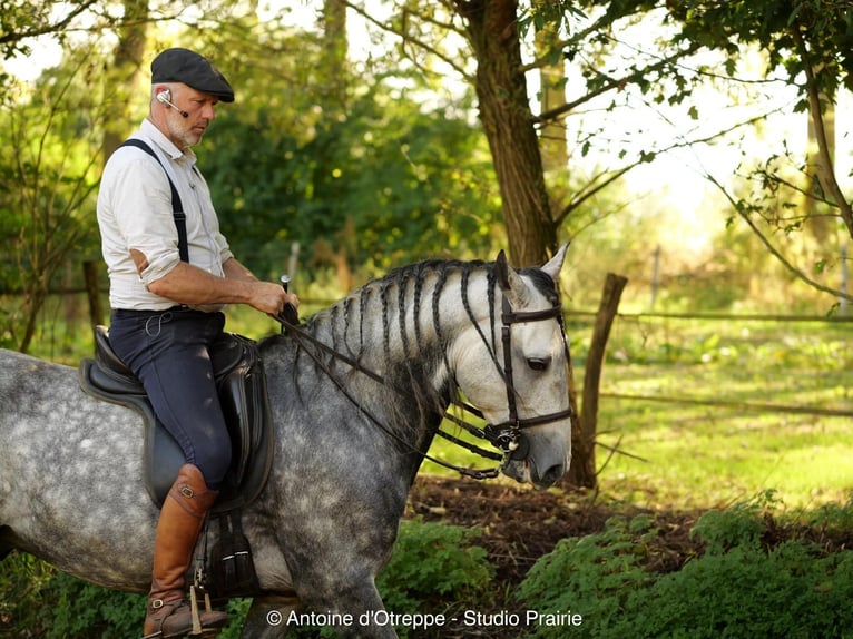 Lusitano Hengst 10 Jaar 154 cm Schimmel in Haut-Ittre
