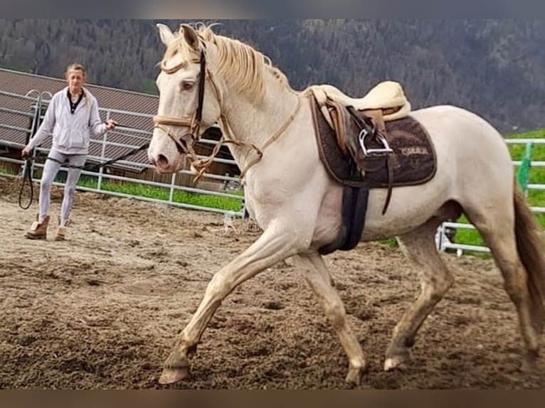 Lusitano Hengst 10 Jaar 158 cm Perlino in Frutigen