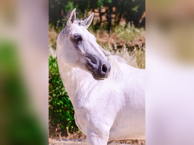 Lusitano Hengst 10 Jaar 160 cm Schimmel in Vila Viçosa