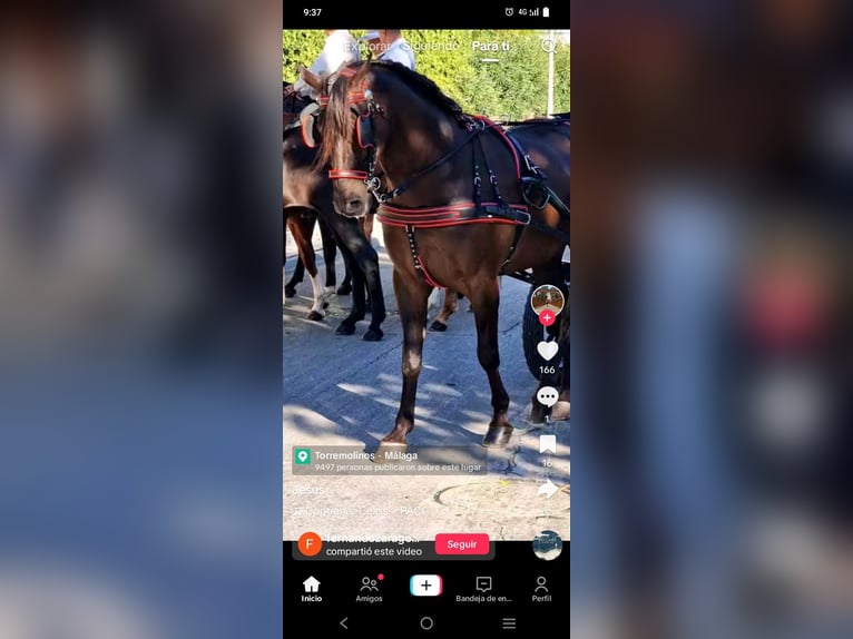 Lusitano Hengst 10 Jaar 162 cm Zwart in Torremolinos