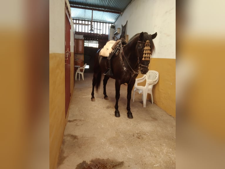 Lusitano Hengst 10 Jaar 162 cm Zwart in Torremolinos