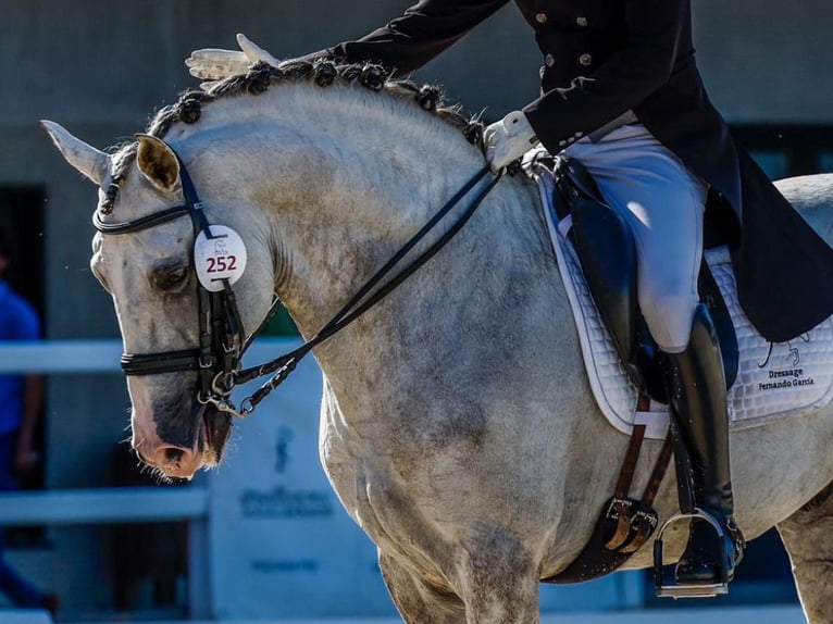 Lusitano Hengst 10 Jaar 163 cm Schimmel in Navas Del Madro&#xF1;o