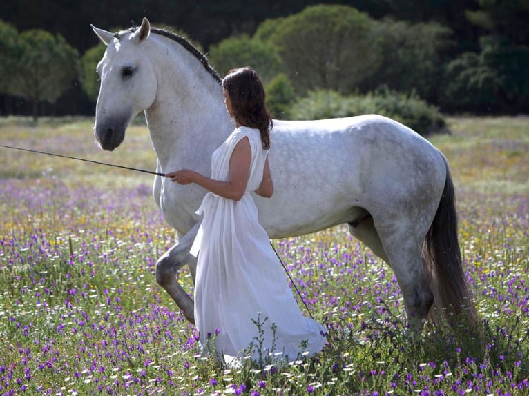 Lusitano Hengst 10 Jaar 164 cm Schimmel in NAVAS DEL MADRONO