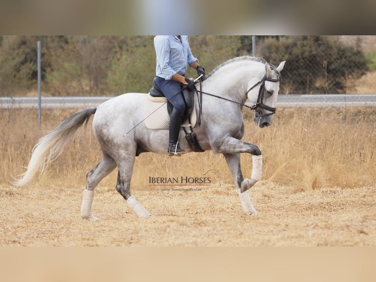 Lusitano Hengst 10 Jaar 164 cm Schimmel in NAVAS DEL MADRONO