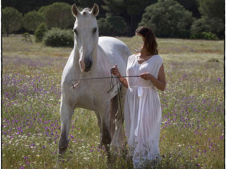 Lusitano Hengst 10 Jaar 164 cm Schimmel in NAVAS DEL MADRONO