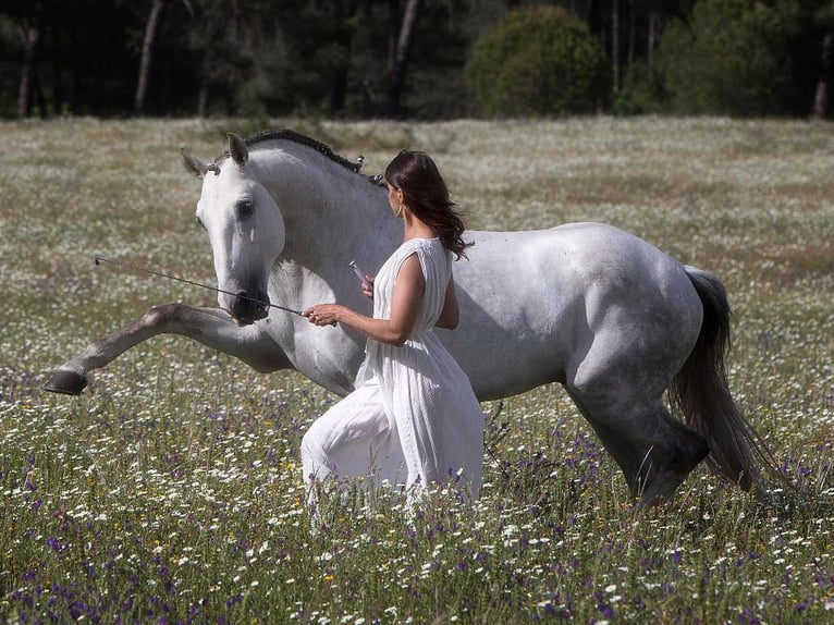 Lusitano Hengst 10 Jaar 164 cm Schimmel in NAVAS DEL MADRONO