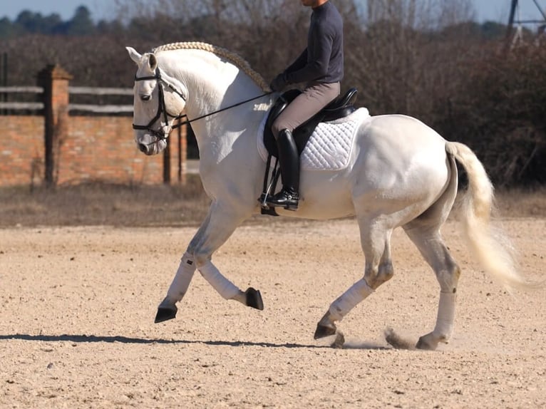 Lusitano Hengst 10 Jaar 165 cm Schimmel in Navas Del Madro&#xF1;o