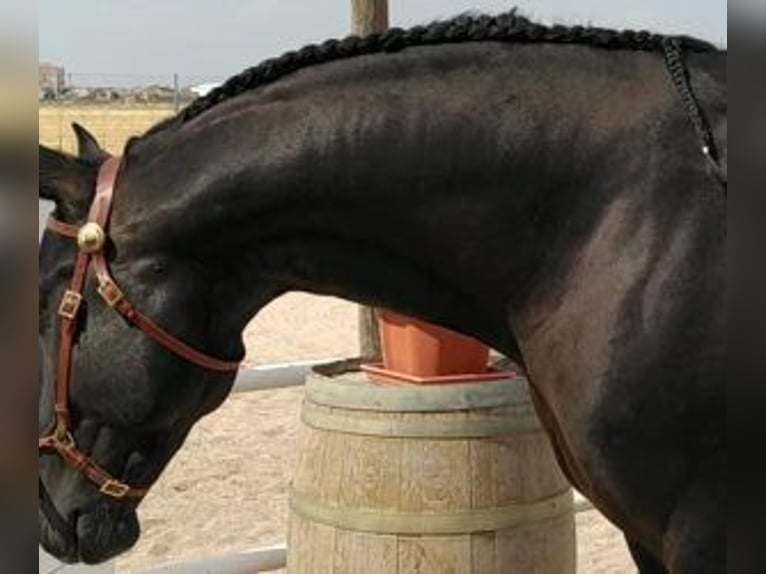 Lusitano Mix Hengst 10 Jaar 165 cm Zwart in Gijon