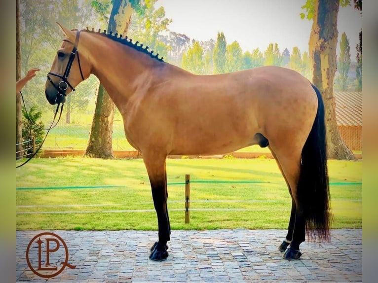 Lusitano Hengst 10 Jaar 175 cm Falbe in Portugal