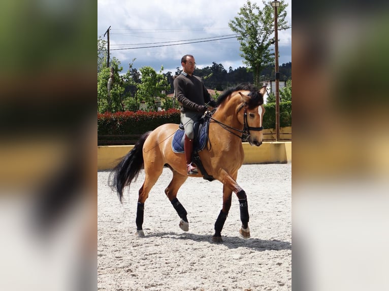 Lusitano Hengst 10 Jaar 175 cm Falbe in Portugal