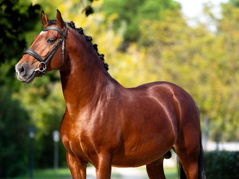 Lusitano Hengst 11 Jaar 157 cm Bruin in Navas Del Madroño