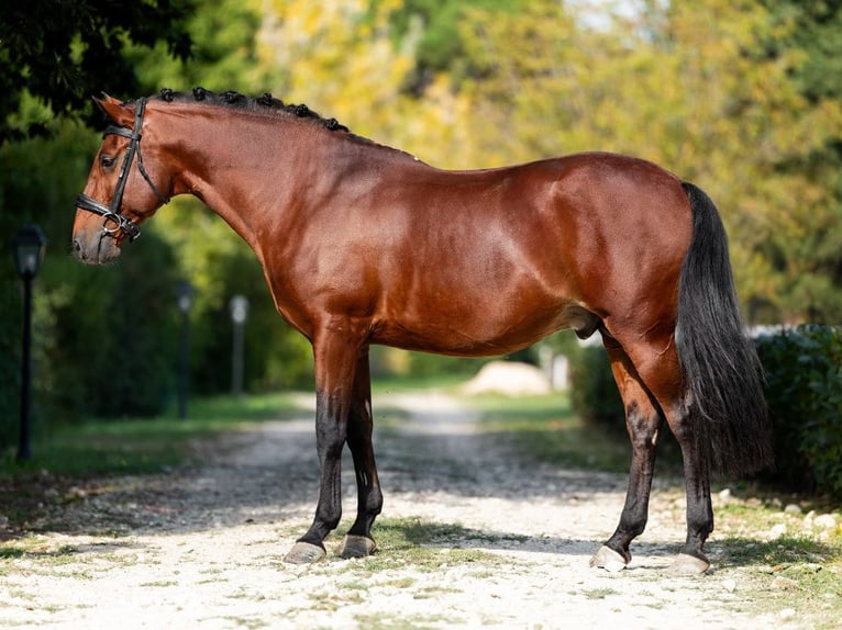 Lusitano Hengst 11 Jaar 157 cm Bruin in Navas Del Madroño