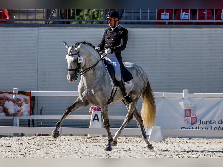 Lusitano Hengst 11 Jaar 163 cm Appelschimmel in Martfeld