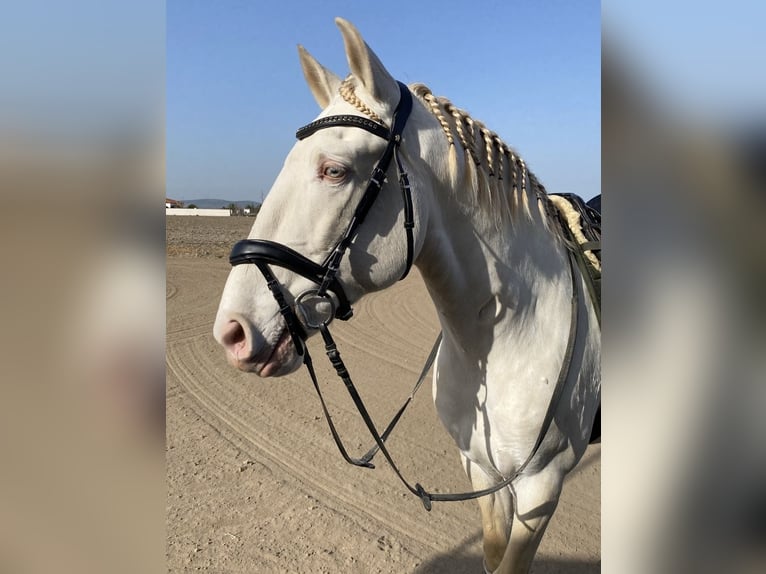 Lusitano Hengst 11 Jaar 163 cm Cremello in Talarrubias