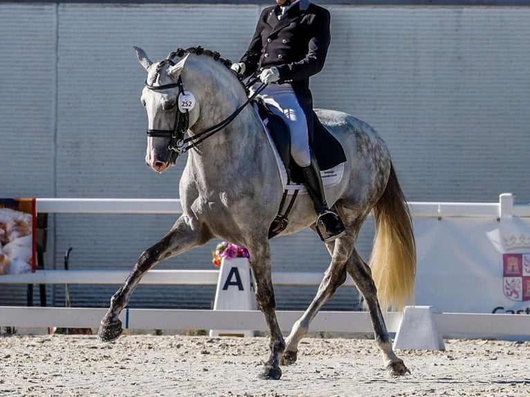 Lusitano Hengst 11 Jaar 163 cm Schimmel in Navas Del Madroño