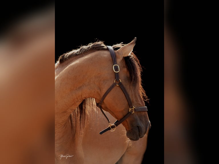 Lusitano Hengst 11 Jaar 164 cm Falbe in Schleusingen