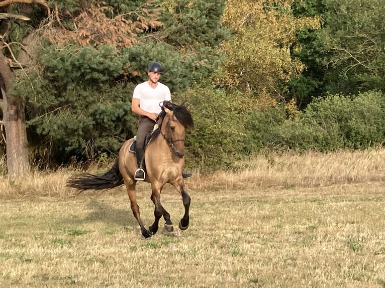 Lusitano Hengst 11 Jaar 164 cm Falbe in Schleusingen