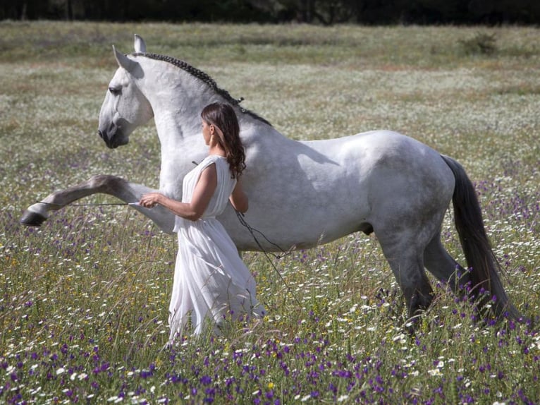 Lusitano Hengst 11 Jaar 164 cm Schimmel in NAVAS DEL MADRONO