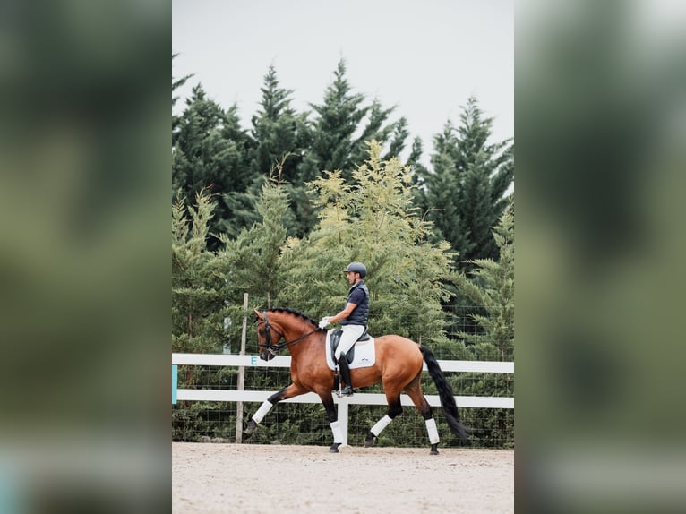 Lusitano Hengst 11 Jaar 165 cm Bruin in Montecorto, Provinz Malaga