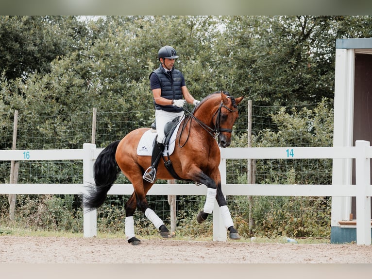 Lusitano Hengst 11 Jaar 165 cm Bruin in Montecorto, Provinz Malaga