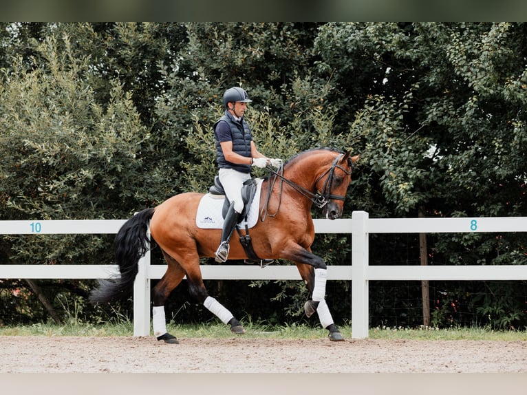 Lusitano Hengst 11 Jaar 165 cm Bruin in Montecorto, Provinz Malaga