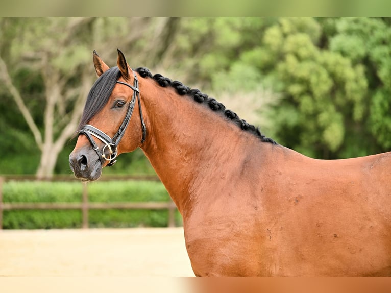 Lusitano Hengst 11 Jaar 165 cm Bruin in Montecorto, Provinz Malaga