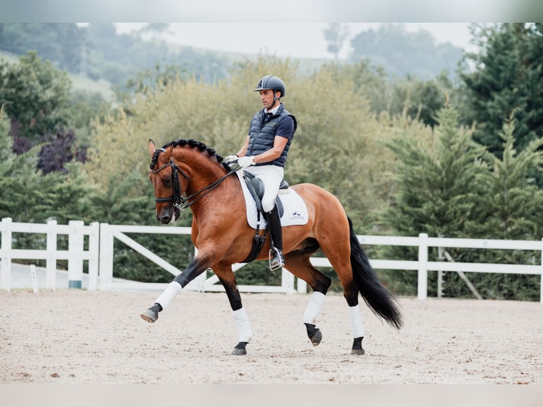 Lusitano Hengst 11 Jaar 165 cm Bruin in Montecorto, Provinz Malaga