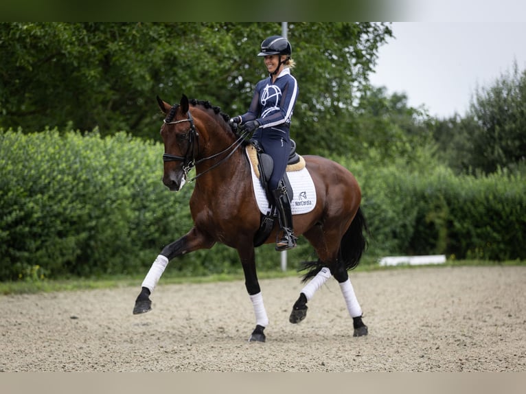Lusitano Hengst 11 Jaar 165 cm Bruin in Melle