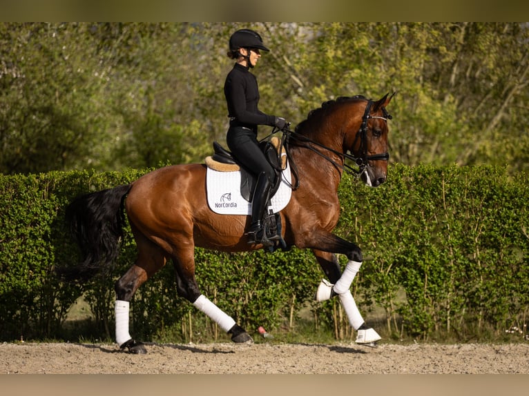 Lusitano Hengst 11 Jaar 165 cm Bruin in Melle