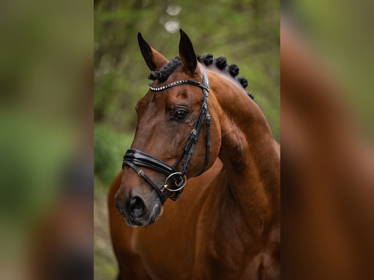 Lusitano Hengst 11 Jaar 165 cm Bruin in Melle