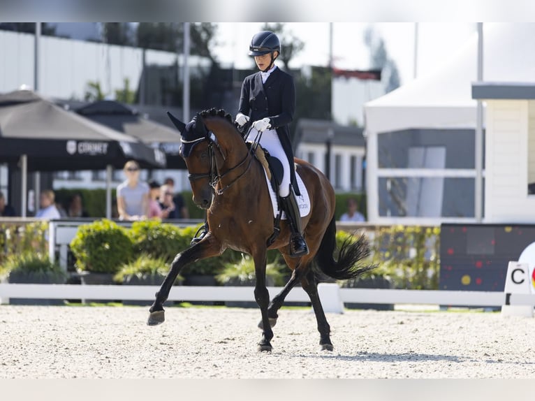 Lusitano Hengst 11 Jaar 165 cm Bruin in Melle