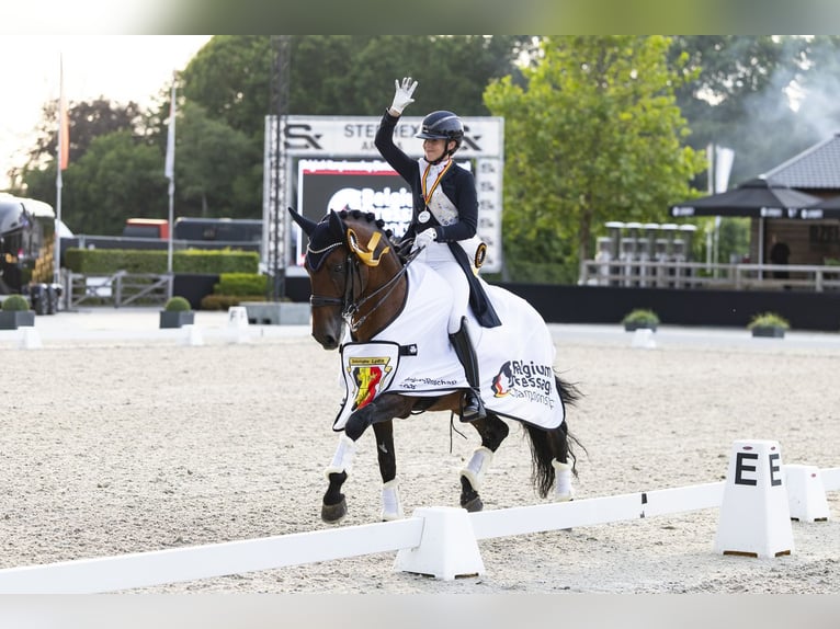 Lusitano Hengst 11 Jaar 165 cm Bruin in Melle