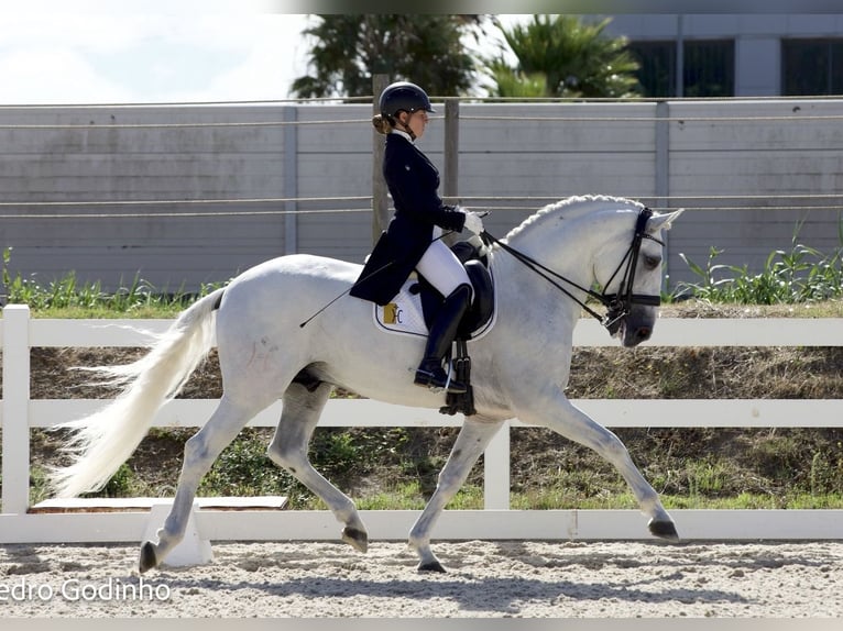 Lusitano Hengst 11 Jaar 165 cm Schimmel in Torres Vedras