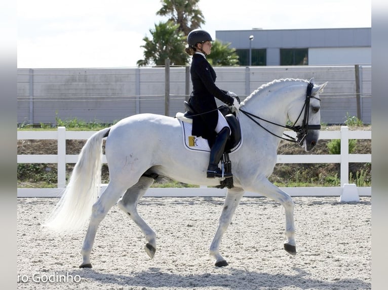 Lusitano Hengst 11 Jaar 165 cm Schimmel in Torres Vedras