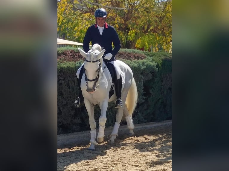 Lusitano Hengst 11 Jaar 165 cm Schimmel in Huelva