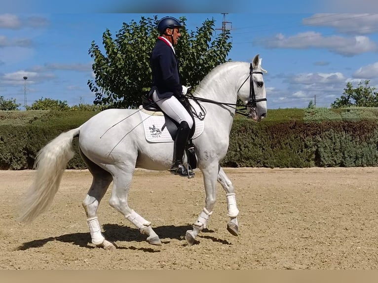 Lusitano Hengst 11 Jaar 165 cm Schimmel in Huelva