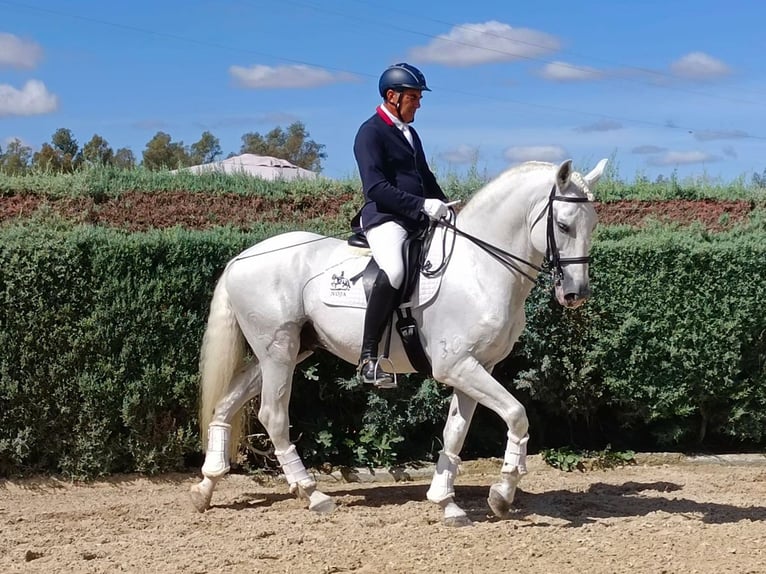 Lusitano Hengst 11 Jaar 165 cm Schimmel in Huelva