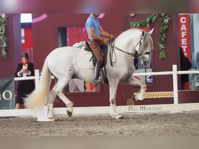 Lusitano Hengst 11 Jaar 168 cm Schimmel in NAVAS DEL MADRONO